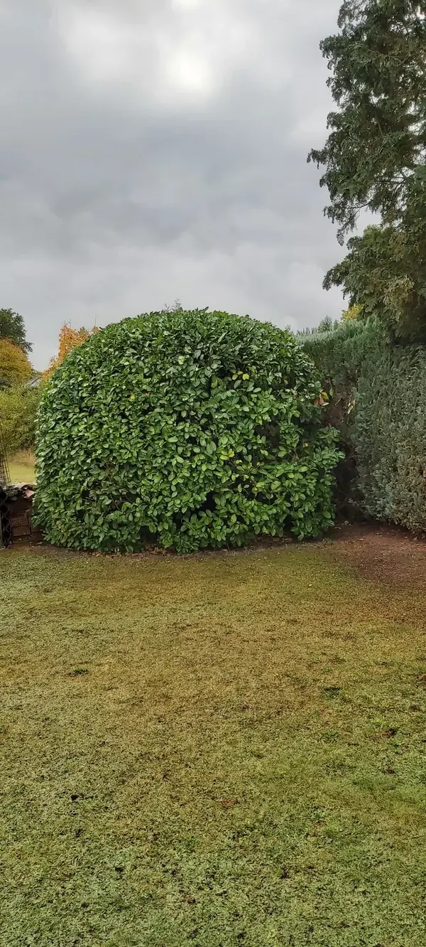 Solitärgehölz im Garten