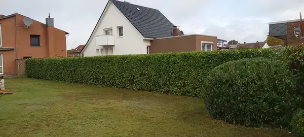 Buchsbaum-Einfassung