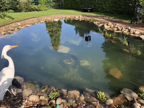 Baumspiegelung im Teich