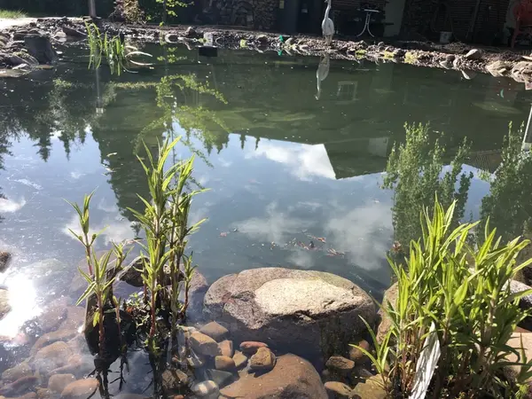Wasserpflanzen im Fokus
