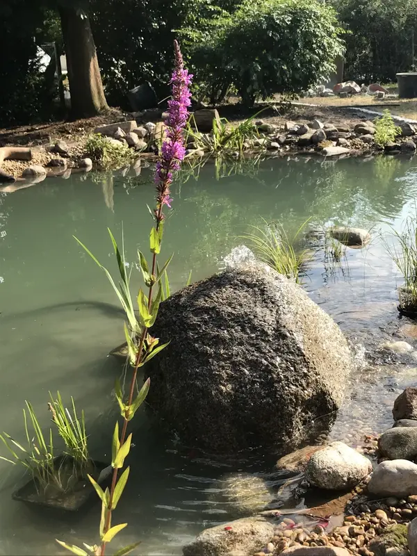 Wasserspiel mit Blütenpracht