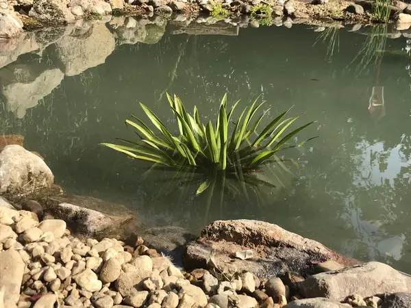 Teichpflanzen im Detail